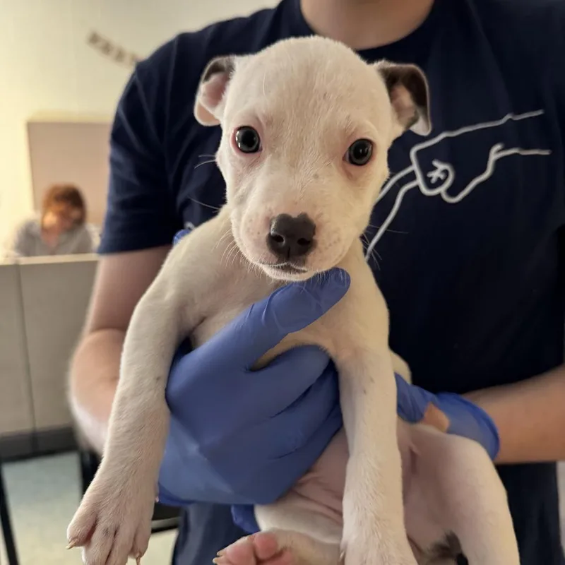A baby small-sized female White / Cream Pit Bull Terrier dog named Banshee for adoption in Charlottesville, VA