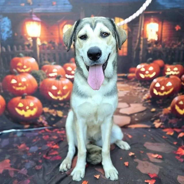 A young large-sized female Siberian Husky dog named Amberlyn for adoption in Long Beach, CA