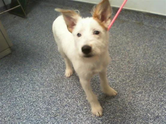 A young medium-sized female Mixed Breed dog named Frankie for adoption in Charlotte, NC