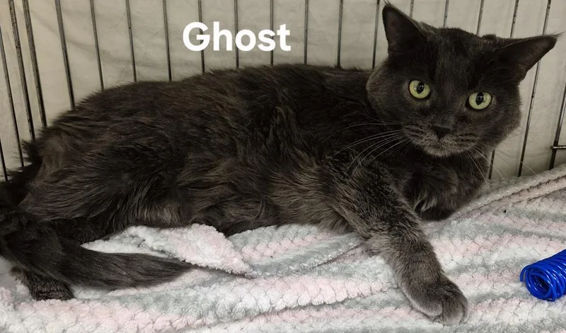 A senior medium-sized male Domestic Short Hair cat named Ghost for adoption in Kendallville, IN