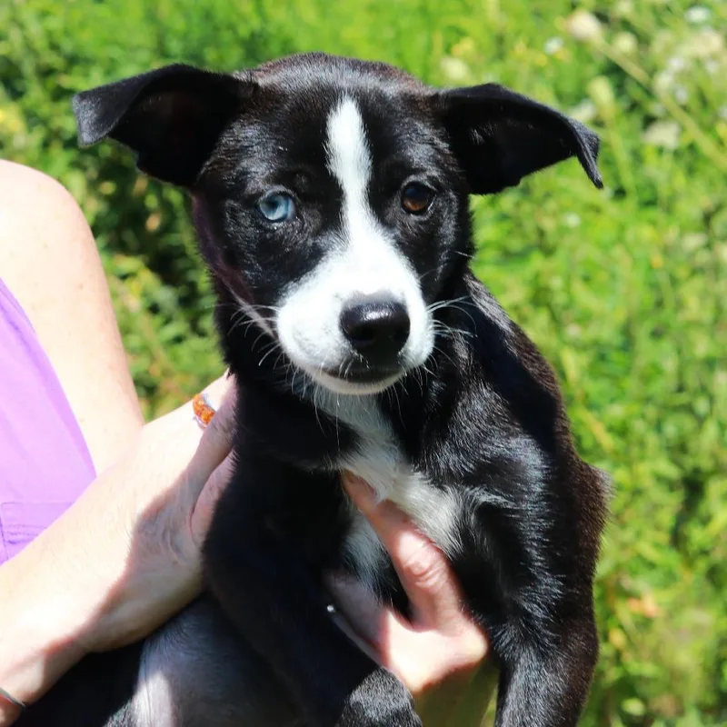 A baby medium-sized female Yellow / Tan / Blond / Fawn Terrier dog named CT Spark for adoption in Eastford, CT