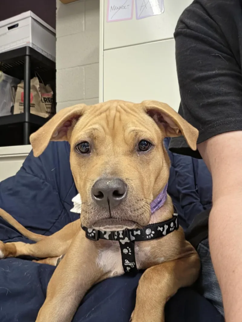 A young medium-sized male Pit Bull Terrier dog named Kratos for adoption in Hagerstown, MD