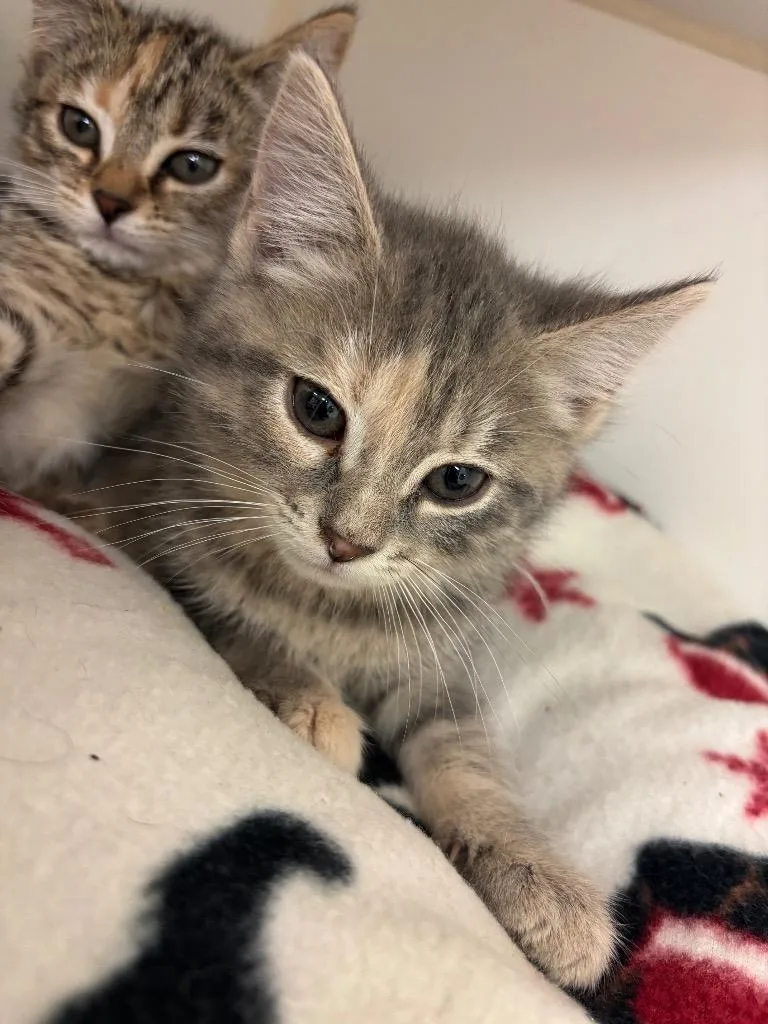 A baby small-sized female Domestic Short Hair cat named Twilight for adoption in Johnson City, TN