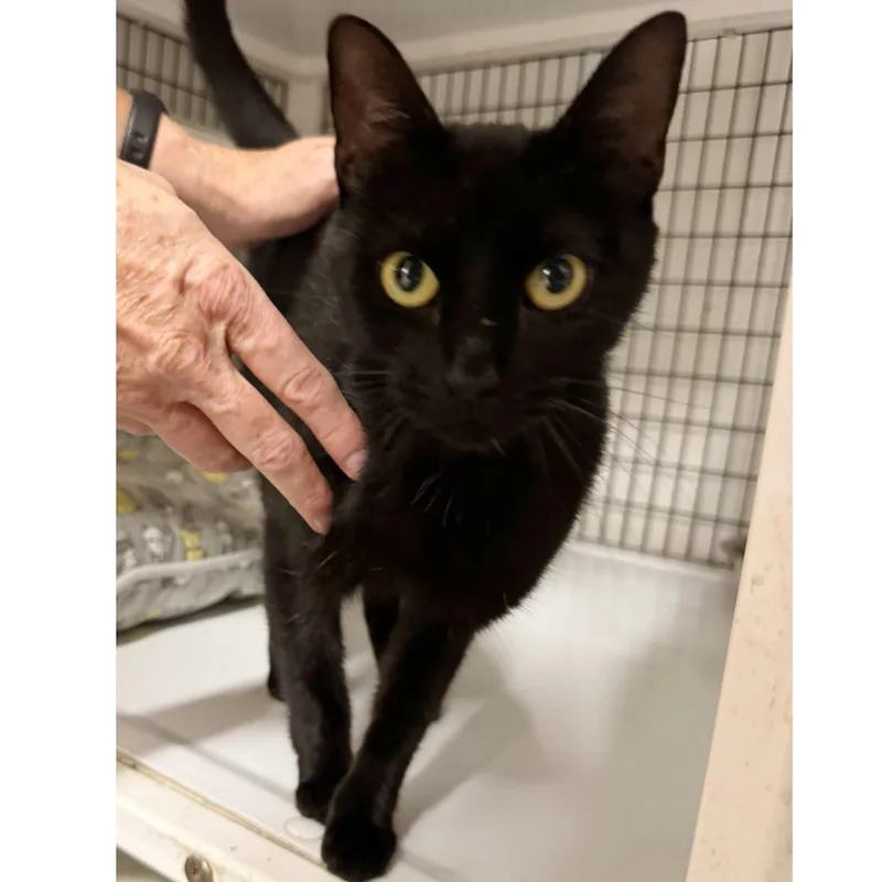 An adult medium-sized female Black Domestic Short Hair cat named Maple for adoption in Kingwood, TX