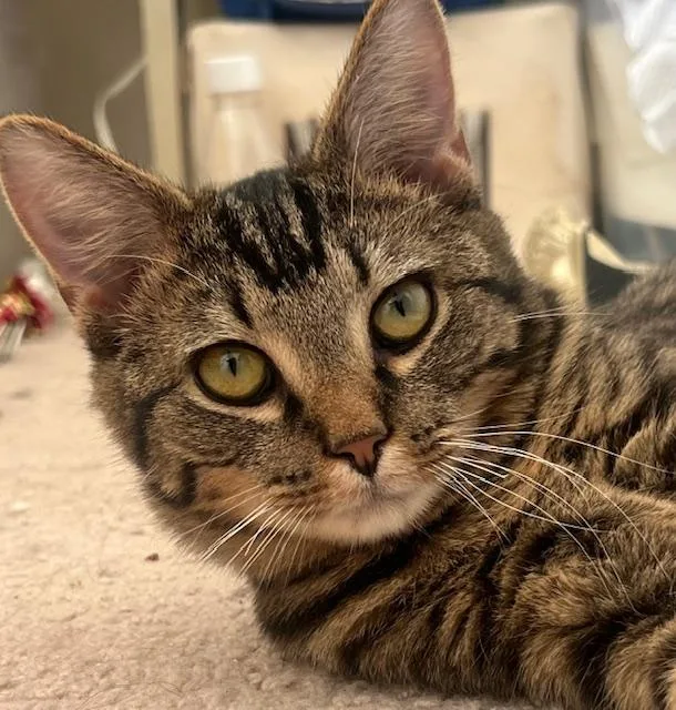 Cheshireand Lion thumbnail 2