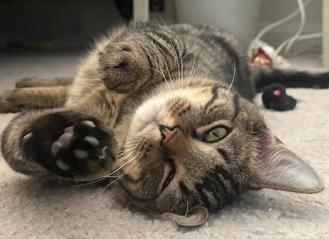 Cheshireand Lion thumbnail 3