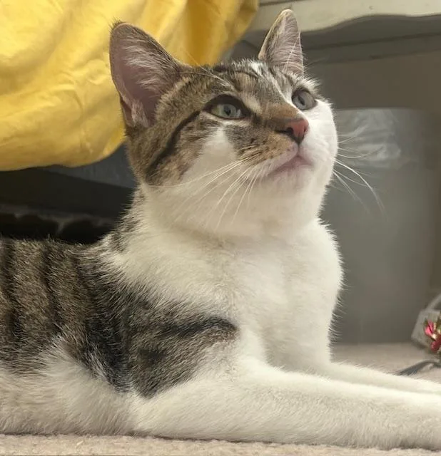 Cheshireand Lion thumbnail 4