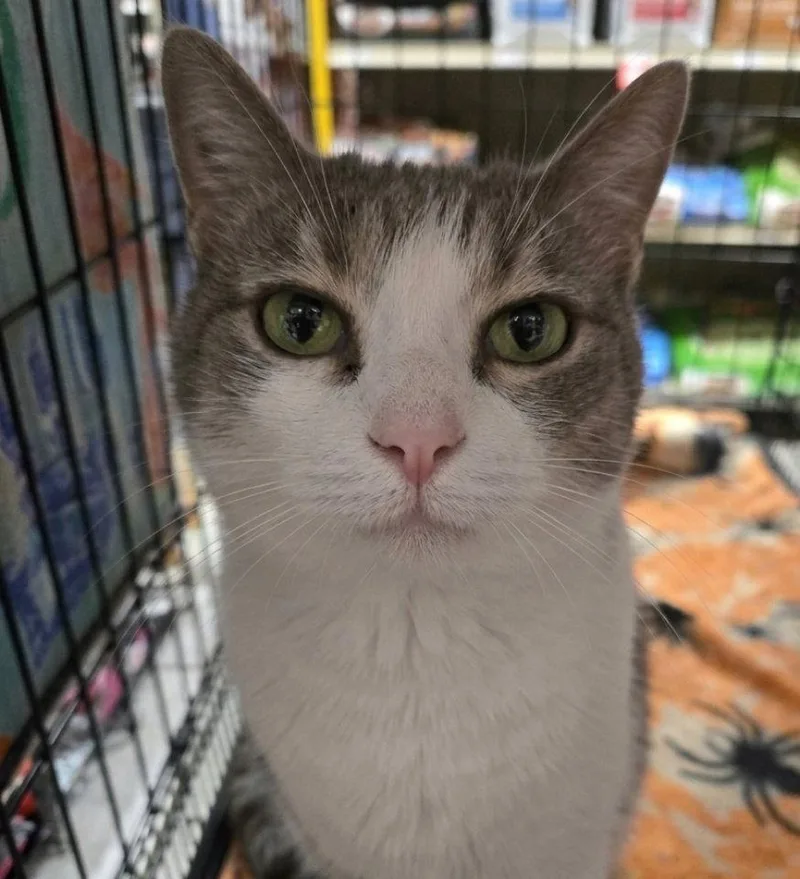 An adult medium-sized female Domestic Short Hair cat named Olive Oyl for adoption in Norwood, OH