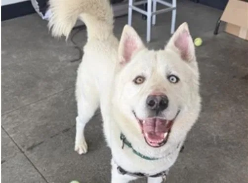A young large-sized male Siberian Husky dog named Smith for adoption in Palo Alto, CA