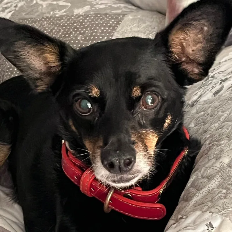 A senior small-sized female Black Chihuahua dog named Hunny for adoption in Ramona, CA