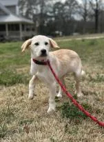 A baby medium-sized male Mixed Breed dog named Olaf for adoption in West Chester, PA