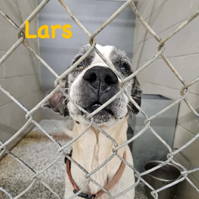 Lars thumbnail 3
