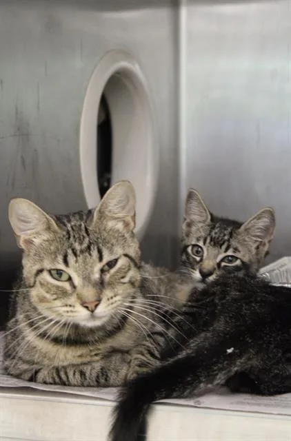 A young medium-sized female Domestic Short Hair cat named Arya for adoption in Houston, TX