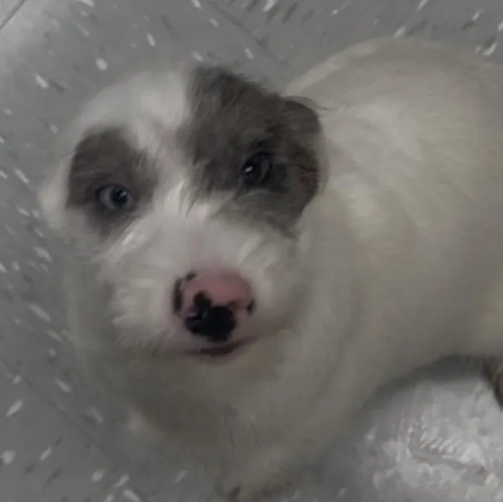 A baby small-sized male Labradoodle dog named Flash for adoption in New Philadelphia, OH