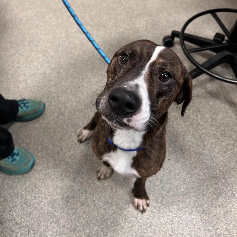 An adult medium-sized male Brindle Mixed Breed dog named Creed for adoption in Jacksonville, FL