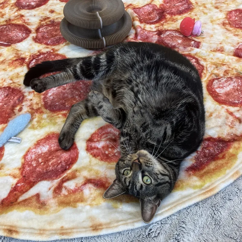 A young large-sized male Tabby (Brown / Chocolate) Domestic Short Hair cat named Toasty for adoption in Eatontown, NJ