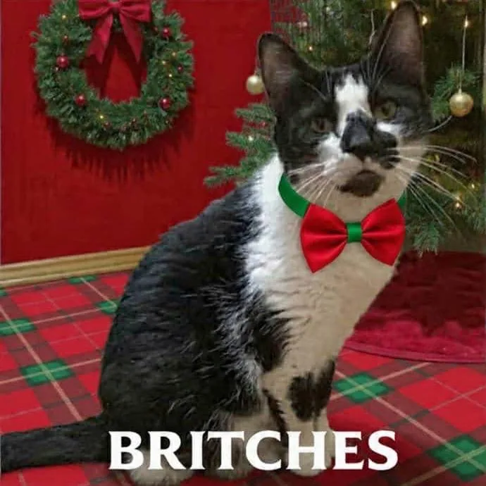 An adult medium-sized female Black Domestic Short Hair cat named Britches for adoption in Parkersburg, WV