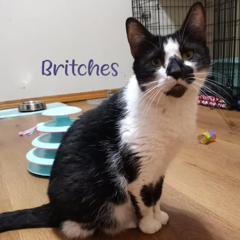 Britches thumbnail 2