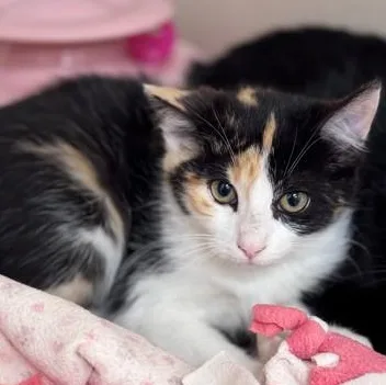 A baby medium-sized female Calico Domestic Short Hair cat named Sulky for adoption in Hackensack, MN