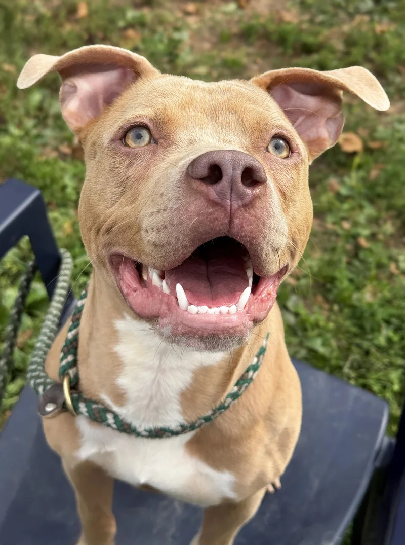 A young medium-sized female Pit Bull Terrier dog named Cocoa Pie for adoption in Anderson, IN