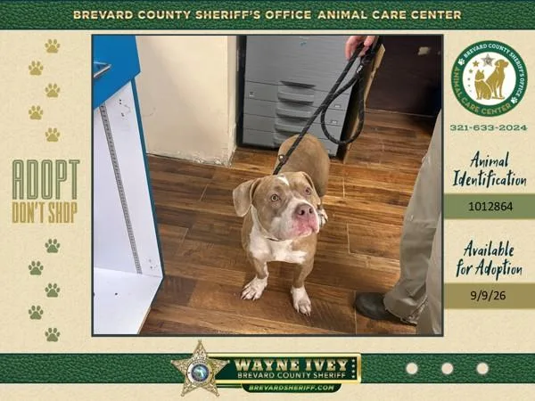 An adult large-sized female Mixed Breed dog named Tiramisu for adoption in Melbourne, FL