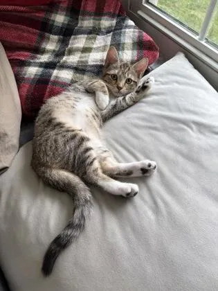 A young small-sized male Domestic Short Hair cat named B Theodore for adoption in North Charleston, SC