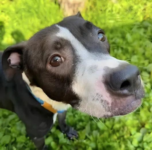A young medium-sized female Bicolor Pit Bull Terrier dog named Topsy Turvy for adoption in Naperville, IL