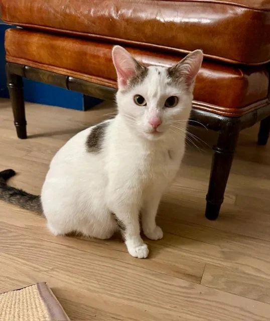 An adult medium-sized female Domestic Short Hair cat named Cleopatra for adoption in Minneapolis, MN
