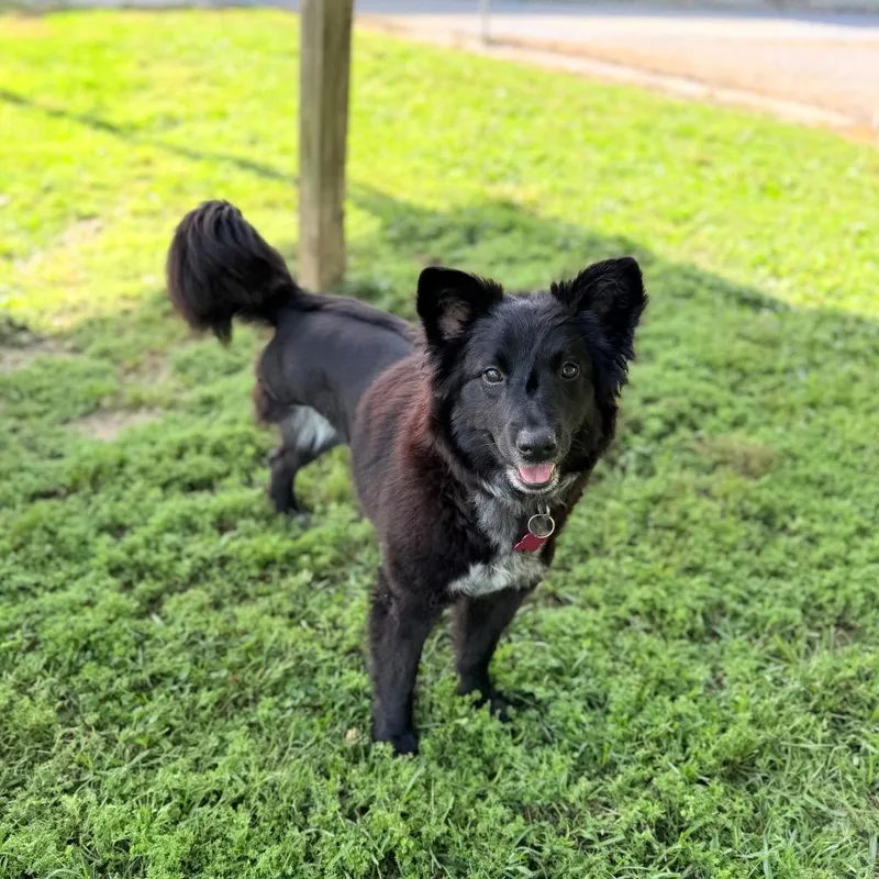 Cricket Wireless thumbnail 2