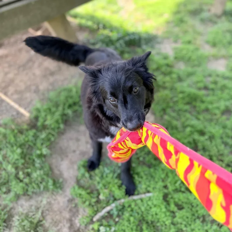 Cricket Wireless thumbnail 3