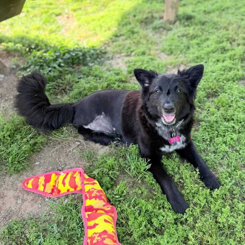 Cricket Wireless thumbnail 4