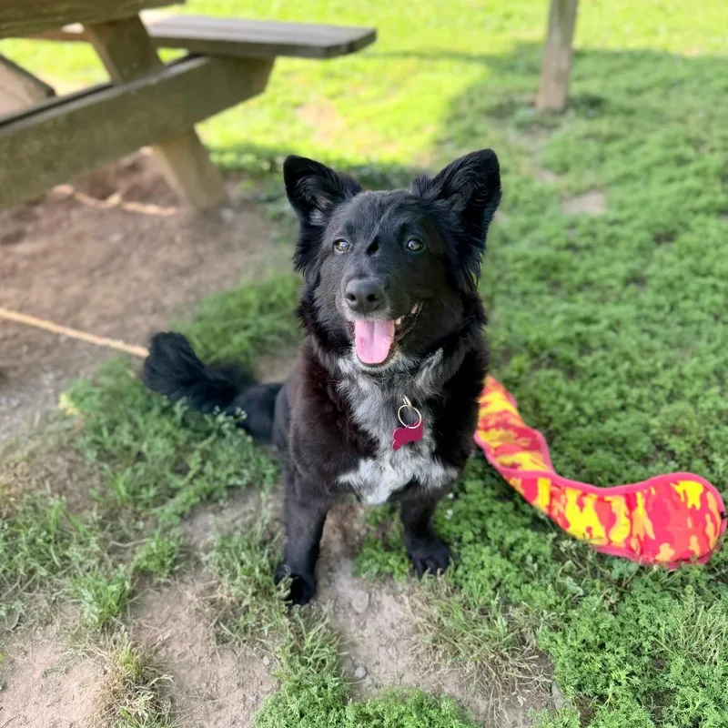 Cricket Wireless thumbnail 5