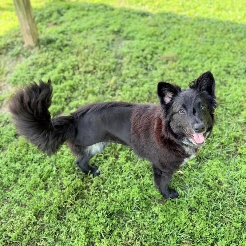 Cricket Wireless thumbnail 6