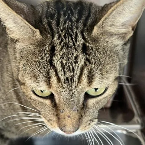 An adult large-sized male Brown / Chocolate Domestic Short Hair cat named Steve for adoption in Baltimore, MD