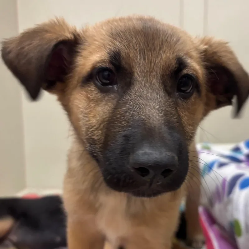 A baby medium-sized female Sable German Shepherd Dog dog named Antigua for adoption in Las Vegas, NV