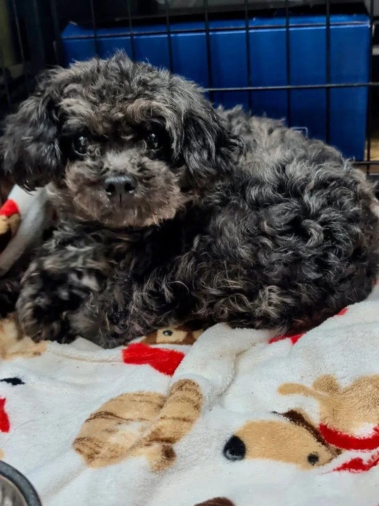 An adult small-sized female Standard Poodle dog named Fleur for adoption in Ellijay, GA