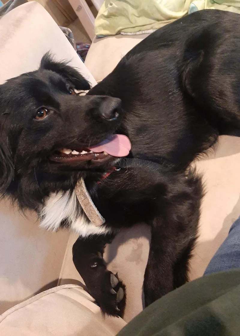 An adult large-sized male Border Collie dog named Connor for adoption in West Richland, WA