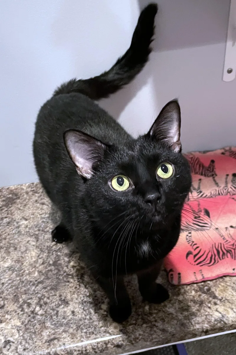 An adult large-sized male Black Domestic Short Hair cat named Poe for adoption in Lincoln, NE