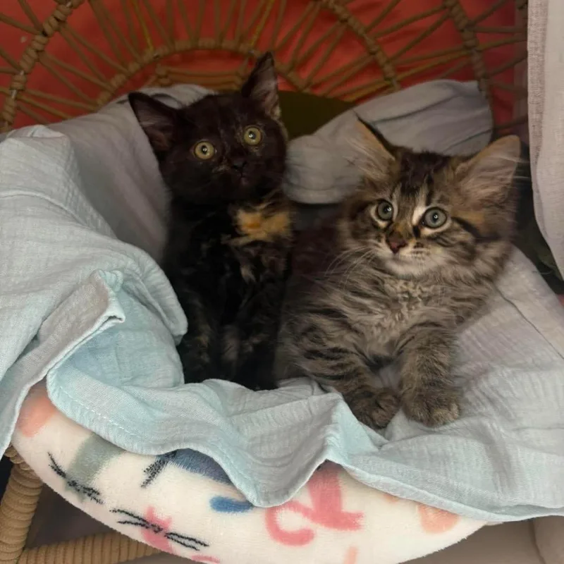 A baby small-sized female Tortoiseshell Domestic Short Hair cat named Billie for adoption in Lexington, KY