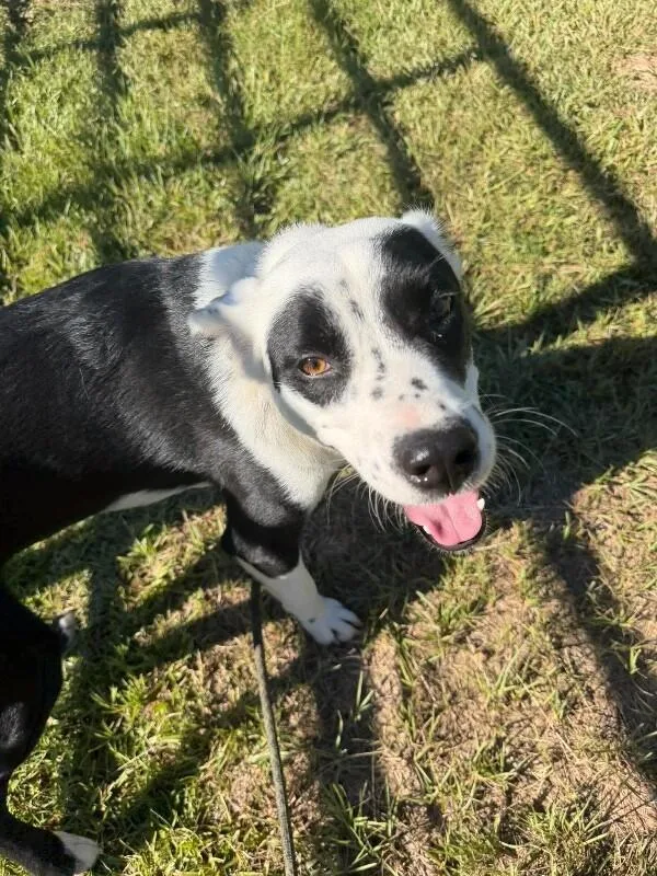 An adult medium-sized male Border Collie dog named Bingo for adoption in Burgaw, NC