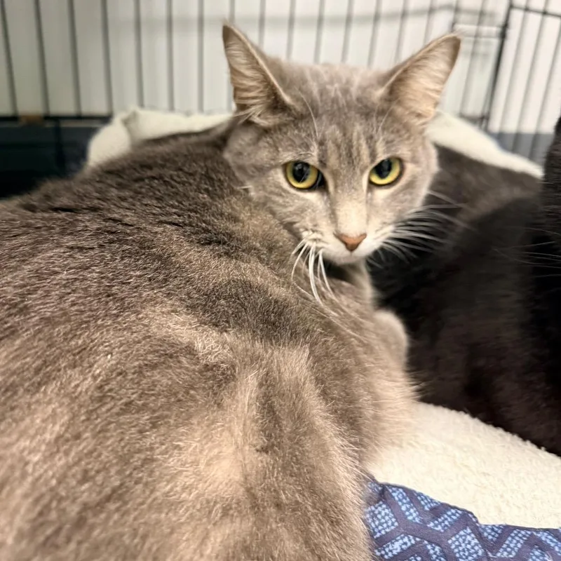 An adult small-sized female Gray / Blue / Silver Domestic Short Hair cat named Heather for adoption in Georgetown, KY