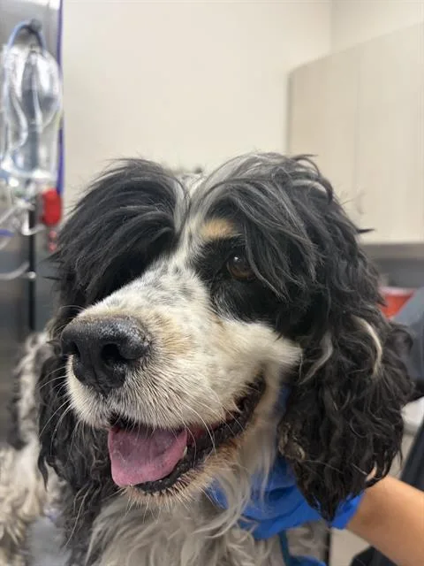 An adult medium-sized male Cocker Spaniel dog named Chip for adoption in Las Vegas, NV