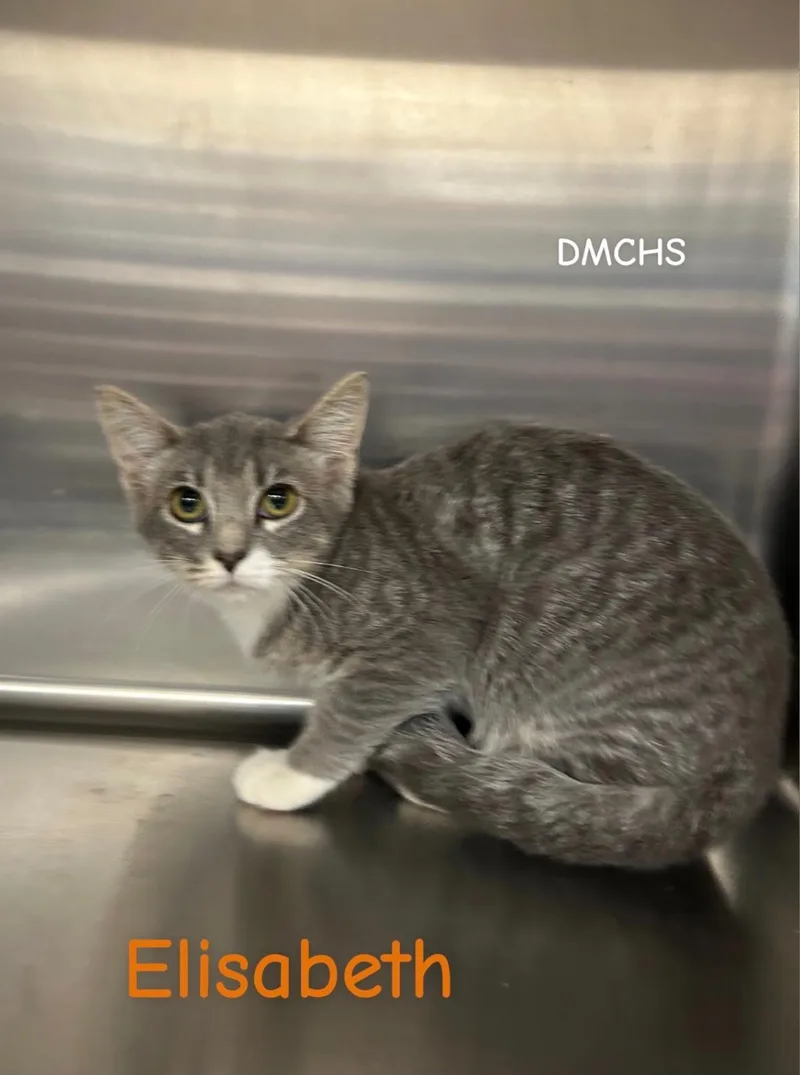 A baby small-sized female Tabby (Gray / Blue / Silver) Domestic Short Hair cat named Elisabeth for adoption in Burlington, IA
