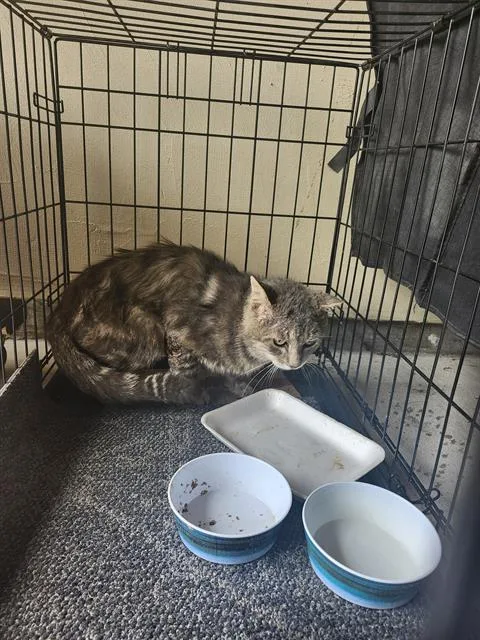 An adult large-sized female Domestic Short Hair cat named Dawn for adoption in San Antonio, TX