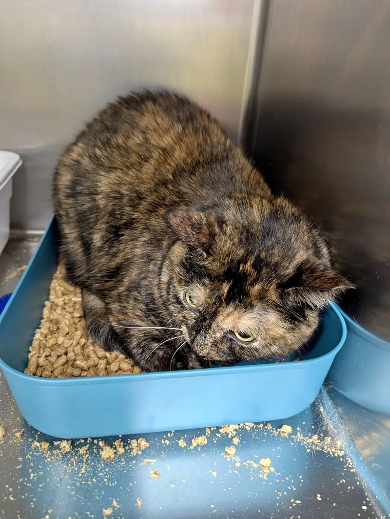 An adult medium-sized female Tortoiseshell Domestic Short Hair cat named Chai for adoption in Petersburg, VA
