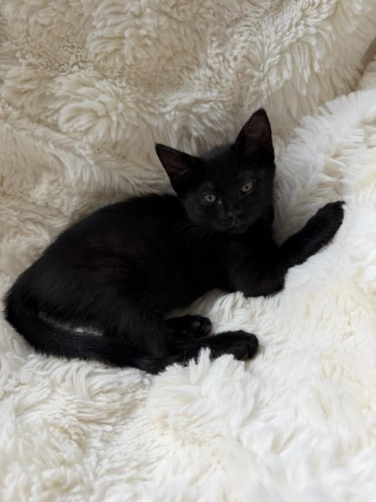 A baby medium-sized female Domestic Short Hair cat named Boo for adoption in Lafayette, CO