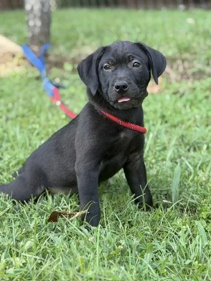 A baby large-sized female Labrador Retriever dog named Whimsy for adoption in Malvern, PA