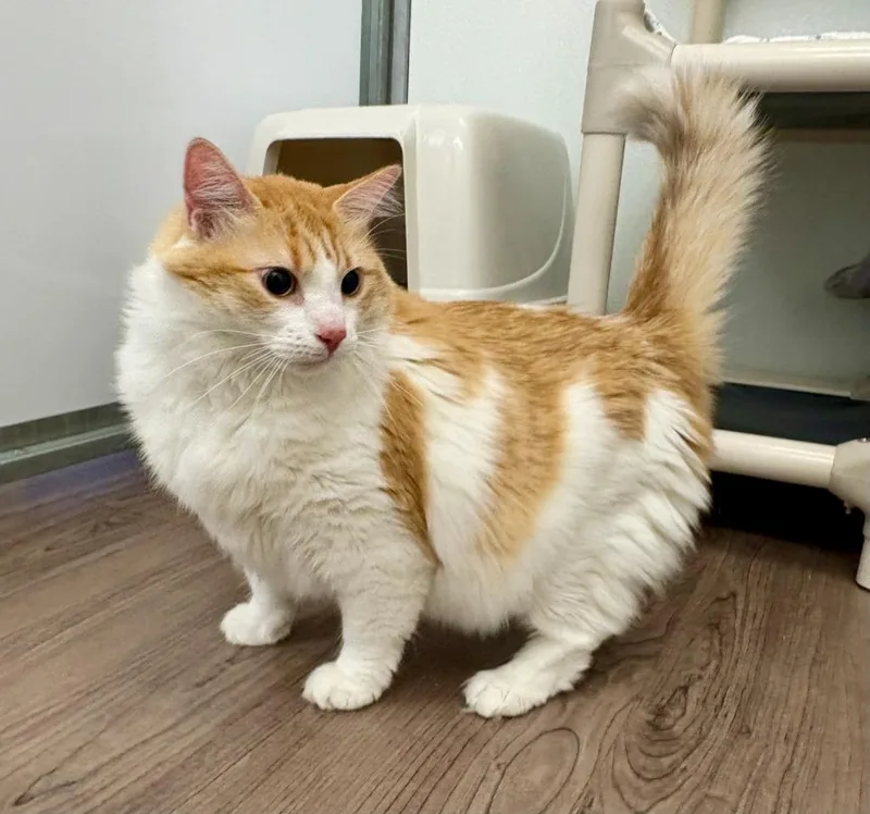 A young medium-sized female Domestic Long Hair cat named Sunkist for adoption in Gillette, WY