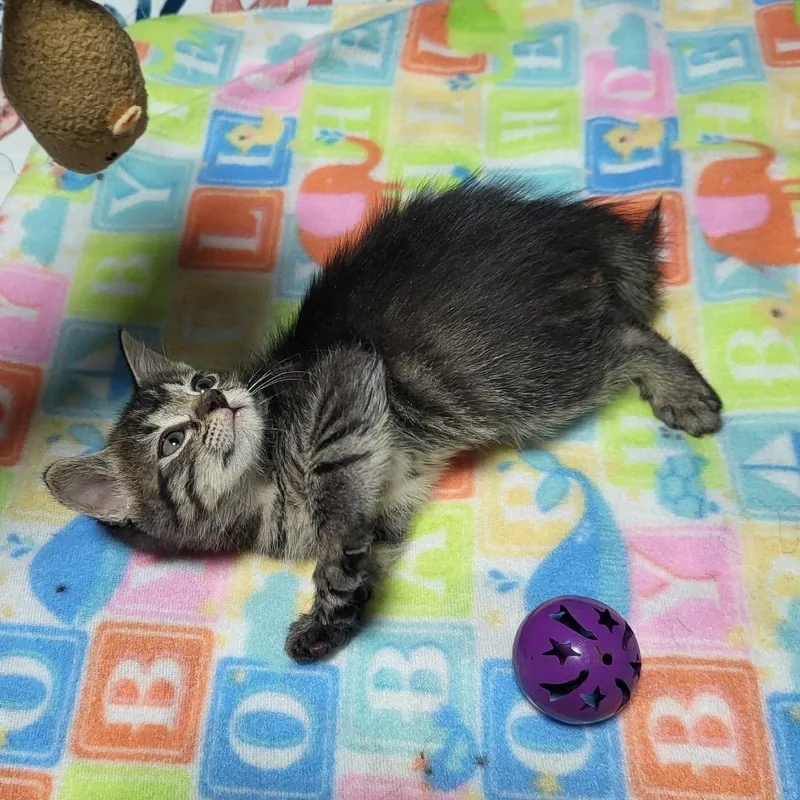 A baby small-sized female Brown / Chocolate Domestic Short Hair cat named Thumbelina for adoption in Miami, FL