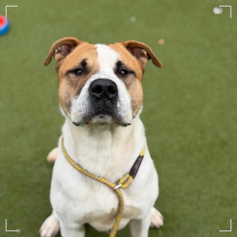 An adult medium-sized male Brown / Chocolate Pit Bull Terrier dog named Peter for adoption in Upland, CA